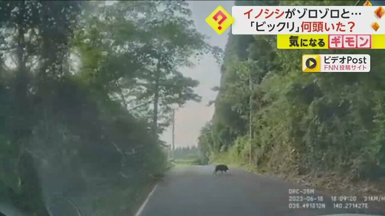 イノシシの群れが突然道路を横切る様子⑤