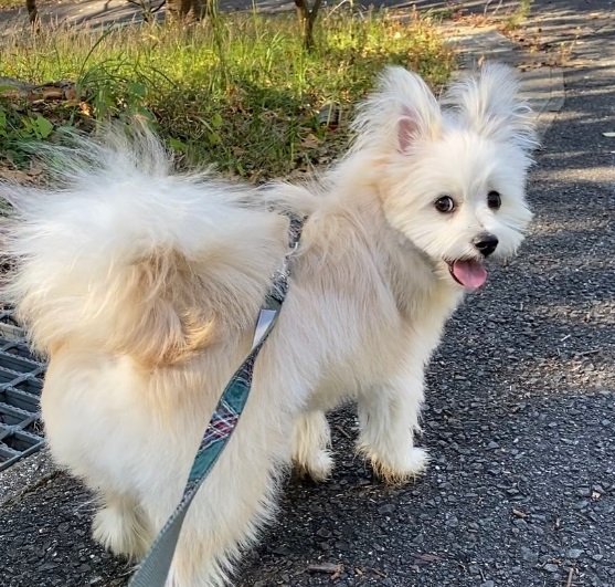 お散歩大好きなおちゃくん