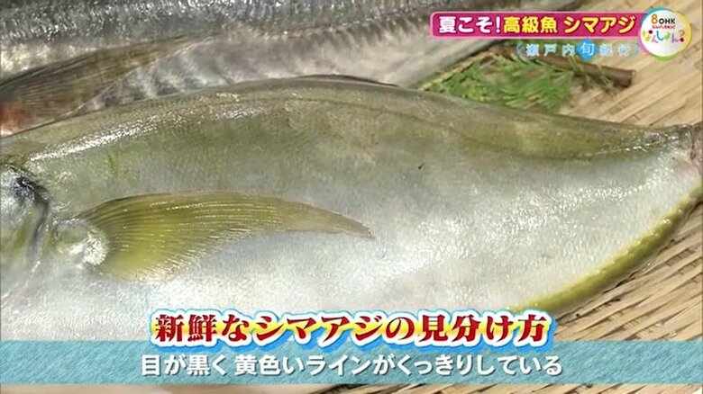 新鮮なシマアジの見分け方