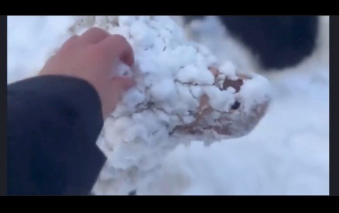 目の周辺にも雪がたくさん付いている（提供：hair.axis）