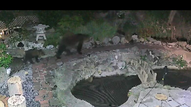函館市で目撃された寺に侵入するクマ（提供：観意寺）