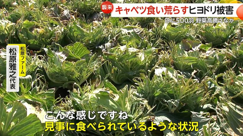 ヒヨドリの被害に頭を抱える加工用のキャベツを栽培している農家