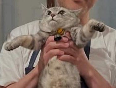 抱っこされても嫌がりません