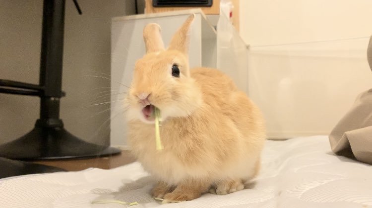 提供：げんまいとうるちさん