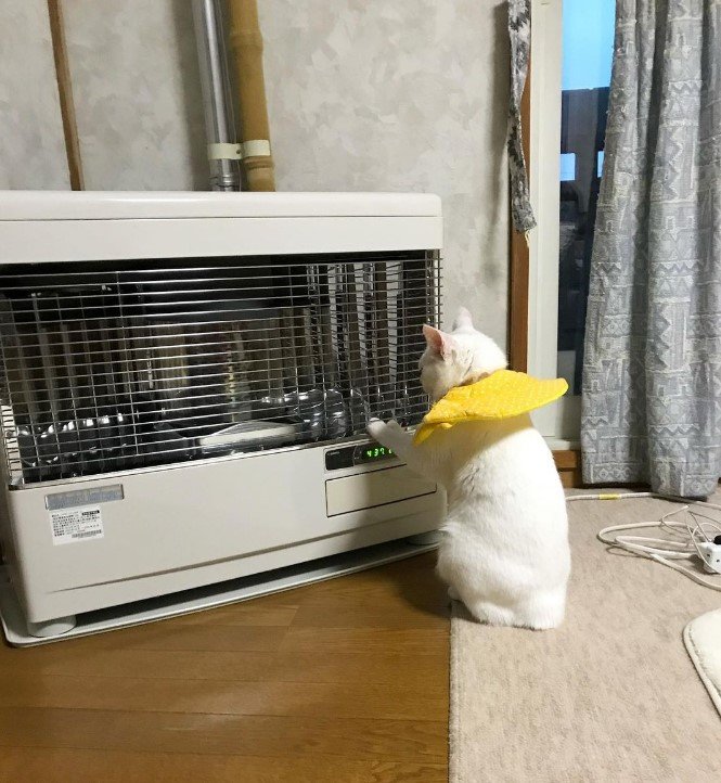 提供：しんばぷーさん