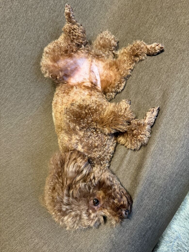 提供：Leo トイプードルさん