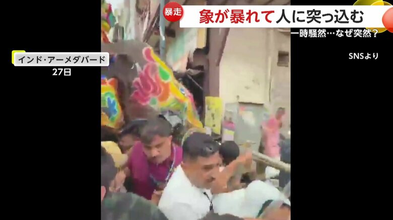 1頭が豹変し、暴走したオスの象