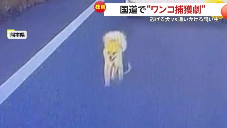 小型犬が車の間を逃げ回る“ワンコ捕獲劇”
