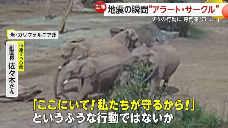 専門家語るゾウの行動（SAN DIEGO ZOO WILDLIFE ALLIANCE）