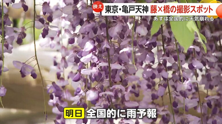東京・江東区の亀戸天神社で見頃を迎えた藤の花