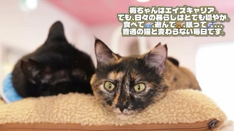 発症せずに天寿を全うする猫もいる