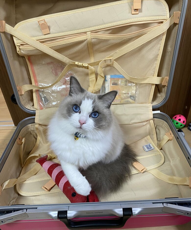 旅行の準備をするとキャリーケースに入ってくる