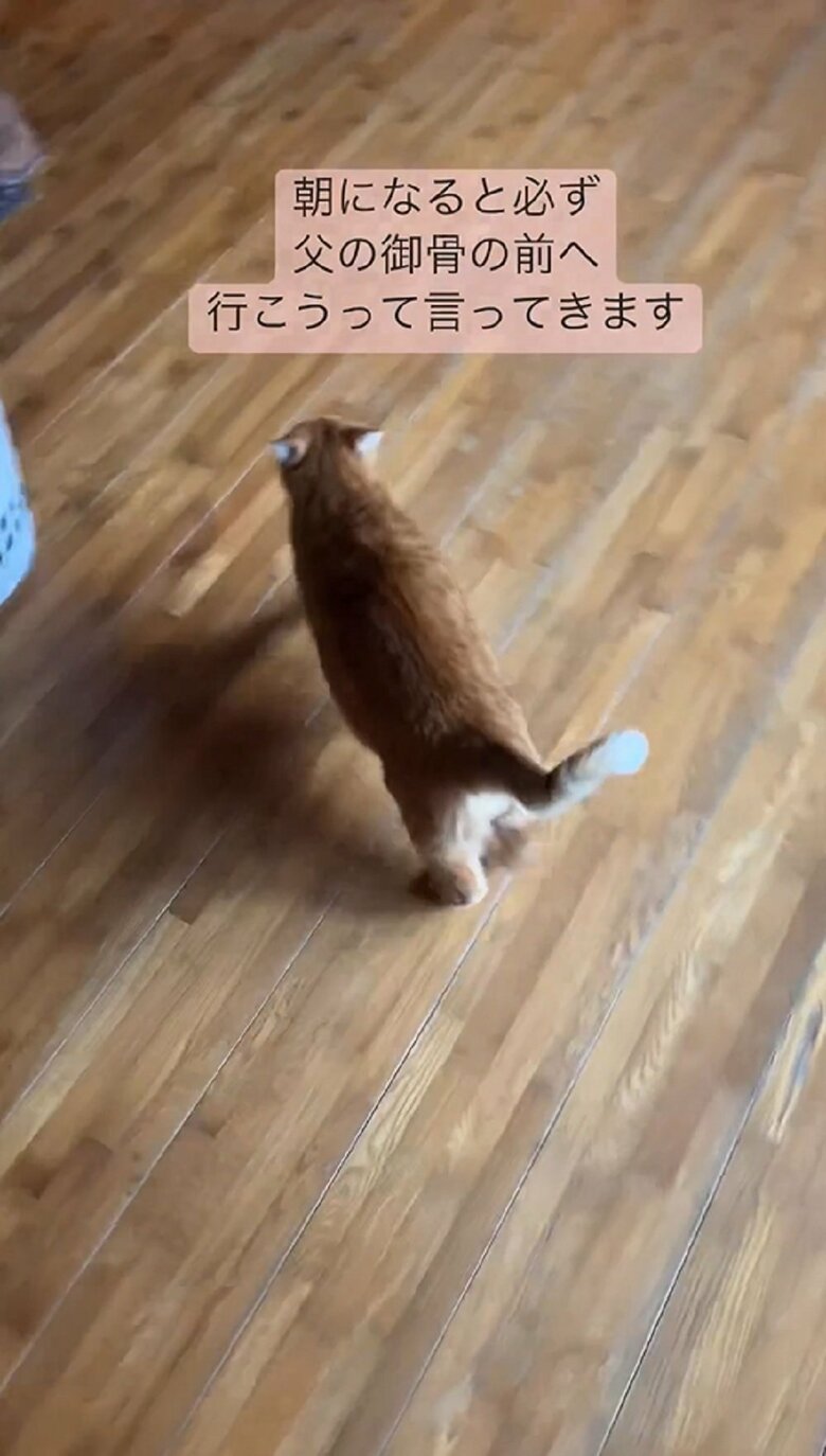 飼い主さんを誘うように先に進むちびくん