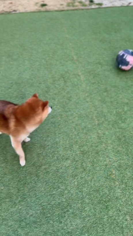 提供：Nerushibaさん