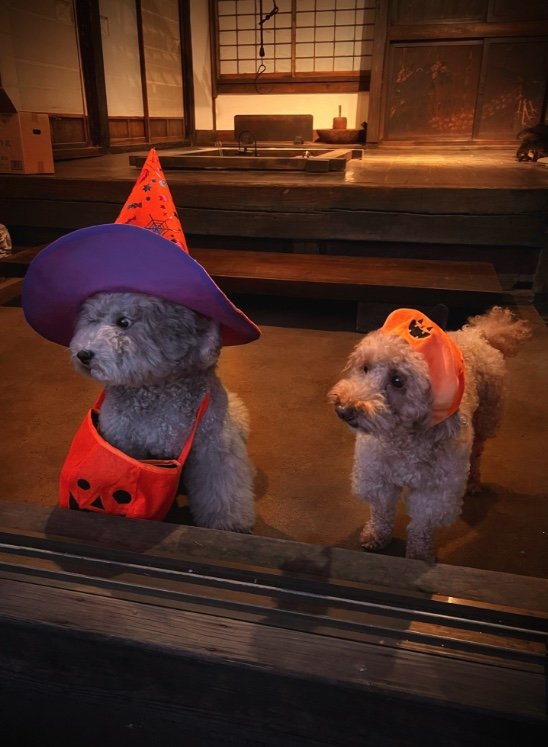 提供：レノン&れあるさん