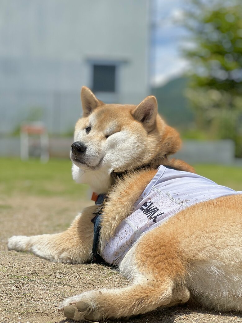 提供：柴リアンハスキーもちごめ兄弟さん