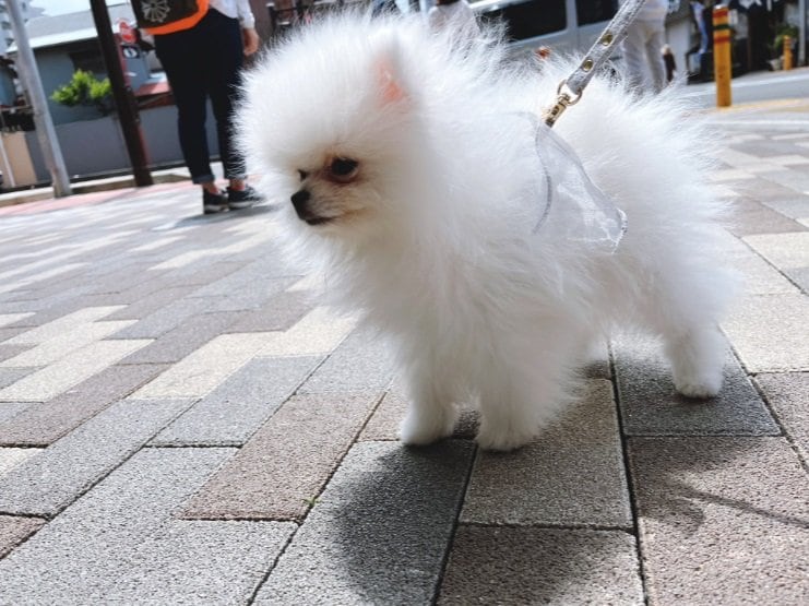 こちらは別の日のあんにんくん（当時4カ月）。しっかりお散歩中！