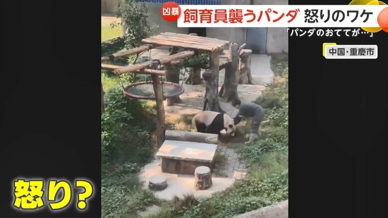 飼育員に襲いかかるパンダ
