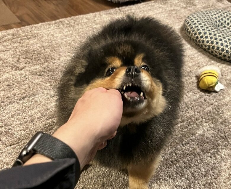 歯磨き効果のあるケアスナックをかみかみしている