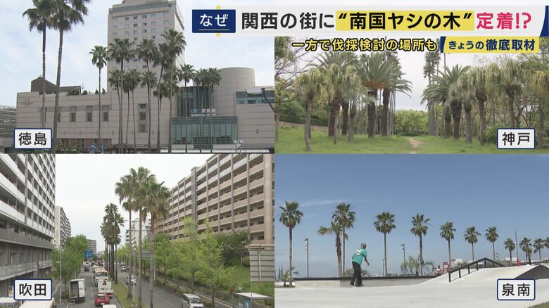 関西にもたくさんあるヤシの木
