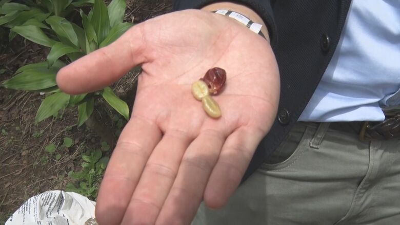 実の中にある白い種がコーヒー豆だ