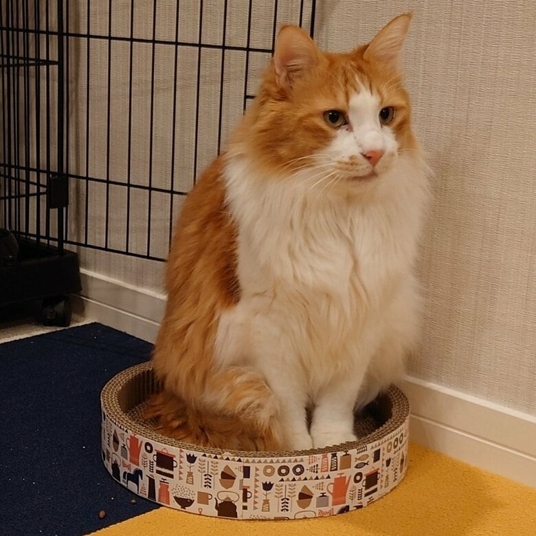 元野良猫で保護猫のケンくん