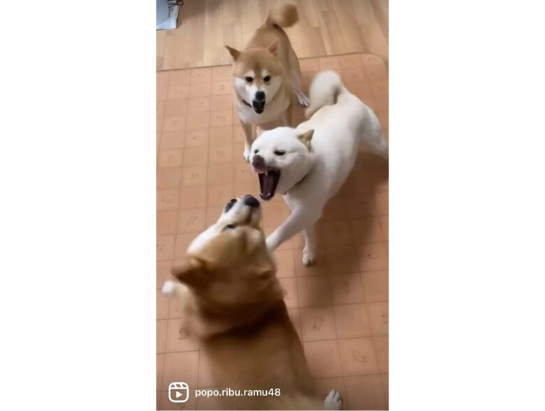 きょうだいけんかを止めようとしているポポちゃん（提供：柴犬ポポ(7)リブ(4)ラム(4)さん）
