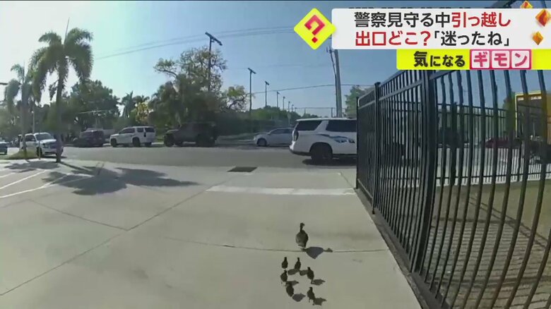 警察官に見守られて公園の池を目指すカモの親子の引っ越しシーン一連画像⑪
