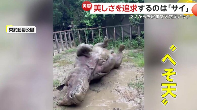 へそ天でごろんとしているサイ