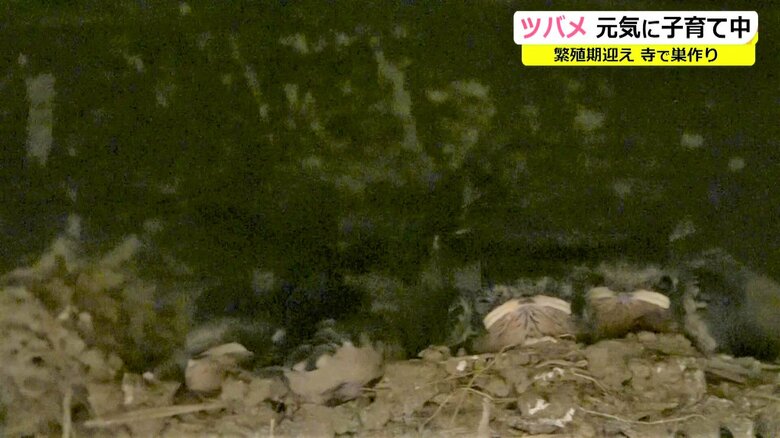 本覚寺のツバメのひな