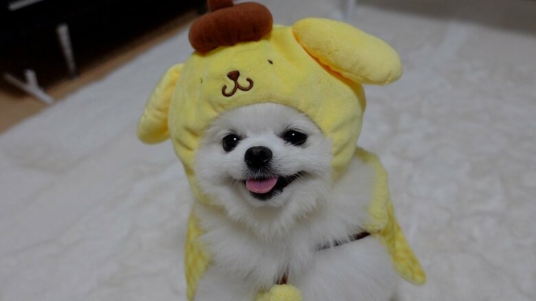 かぶり物をしてお似合い