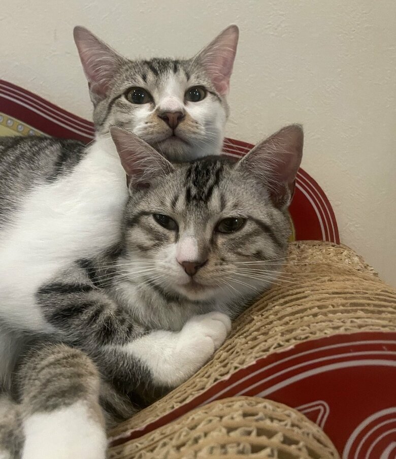 ぴったりくっついている