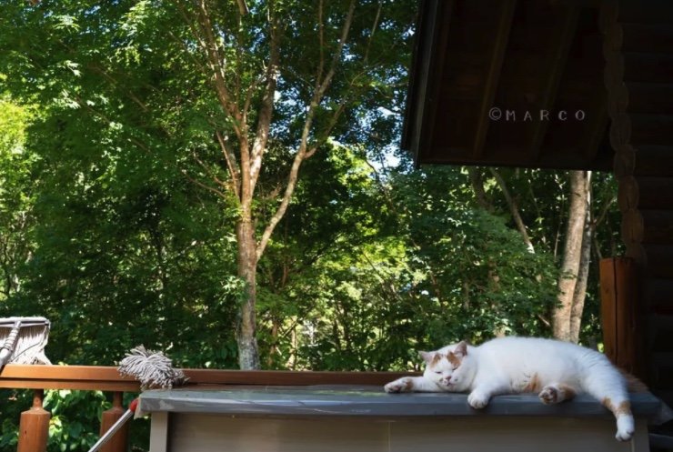 提供：MARCOさん