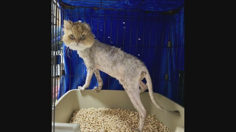 毛を全て刈り、動物病院で治療を受けた「雷」（仮名）