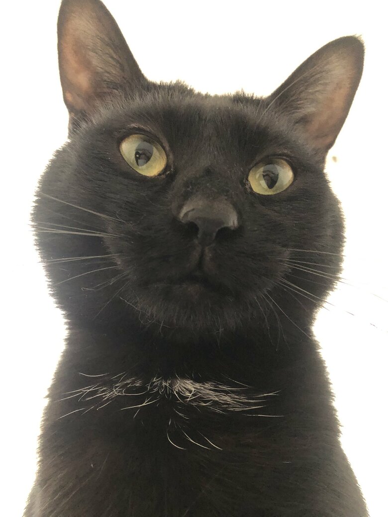 起床時、メリーくんはよく目の前でふみふみしているという