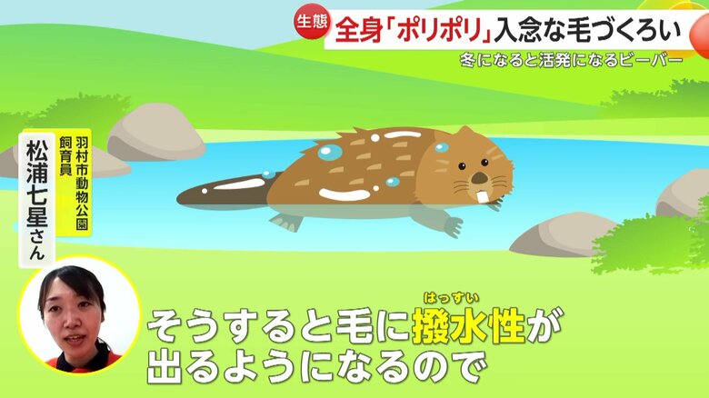 「毛に撥水性が出るようになるので、体が冷えずに済むという防寒効果」だという羽村市動物公園の飼育員・松浦七星さん