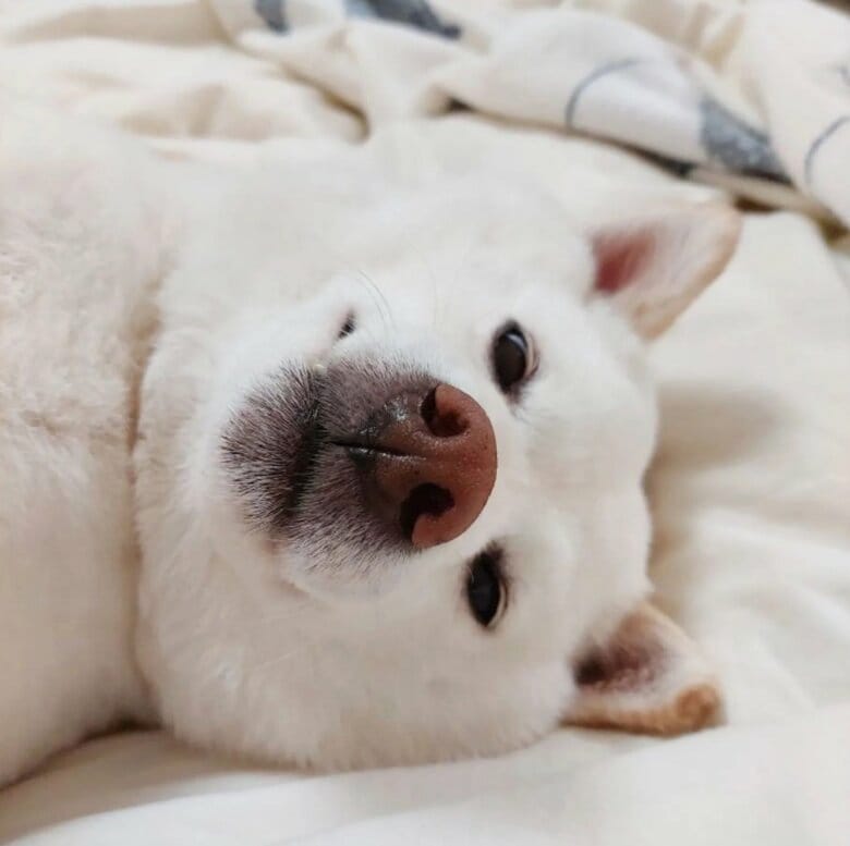 提供： kinako_kinakoさん