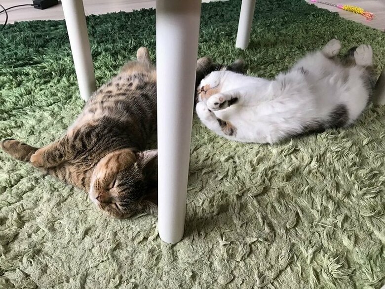 のんびりしている2匹