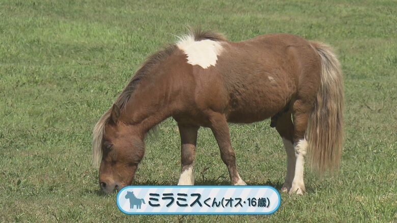 16歳のオス・ミラミスくん