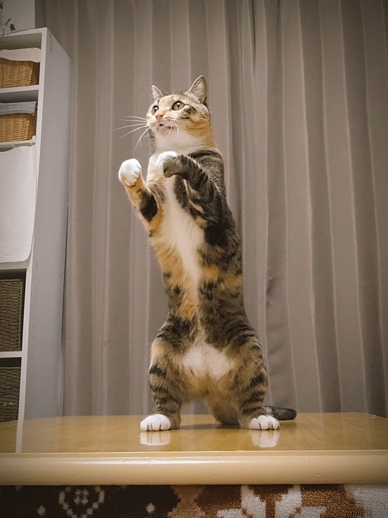 提供：にゃん報さん