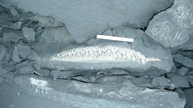 発見当時の恐竜の化石（提供：岸本眞五氏）
