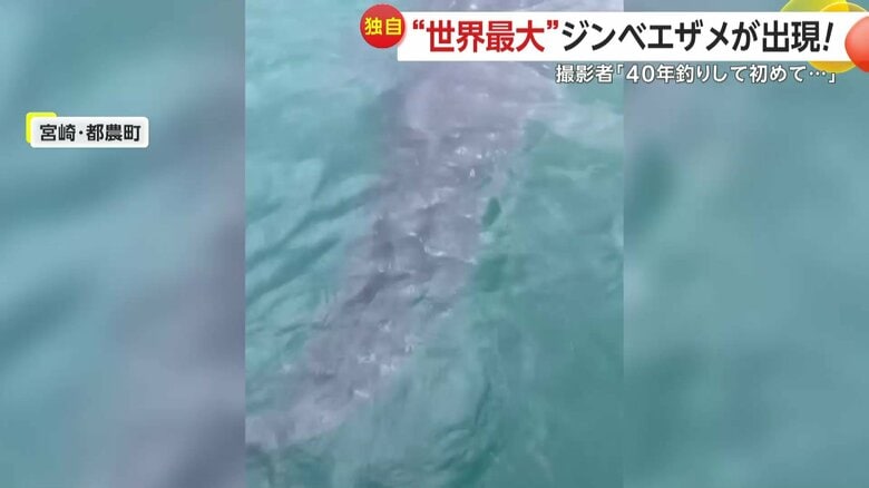 釣り人が乗る船の近くに現れたジンベエザメ