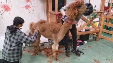 カットされているあかねちゃん。とってもおとなしい