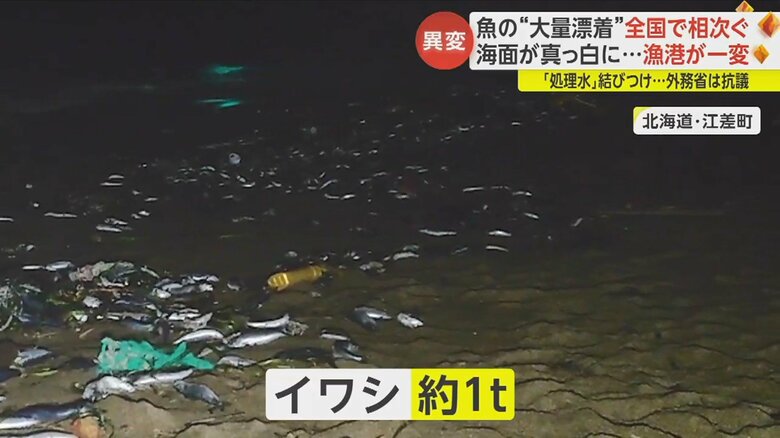 北海道・江差町ではイワシが打ち揚げられた