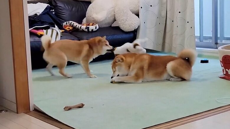 こむぎくんの頭上をブォン！とかすめたりする場面も…