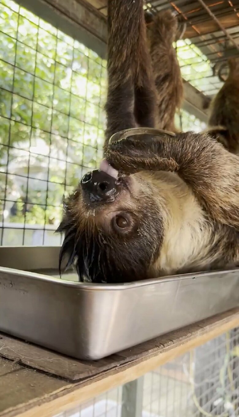 ペロペロ（提供：神戸市立王子動物園）
