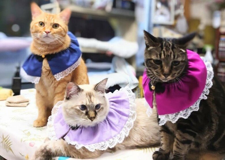 （左から）レオくん、ゆきちゃん、ココアちゃん