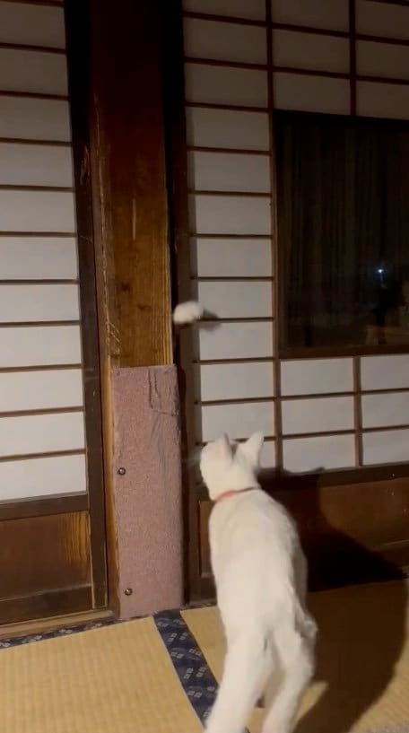 提供：いのうえもんぺさん