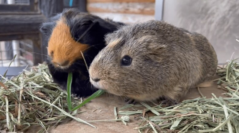 きのこちゃん（左）ともくちゃんの戦い
