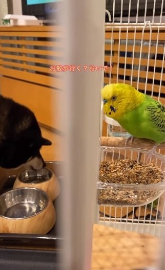 シャインくんの「お散歩行く？」も“ガン無視”なさくらちゃん